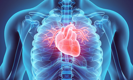 Illustration of human heart and chest